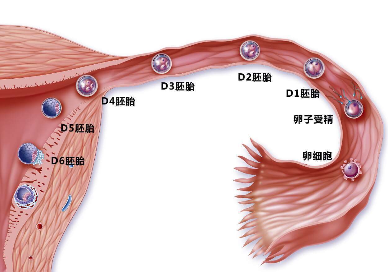 高龄做三代试管婴儿可不可以？有多大的风险？