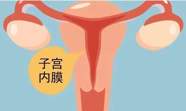 子宫内膜厚度