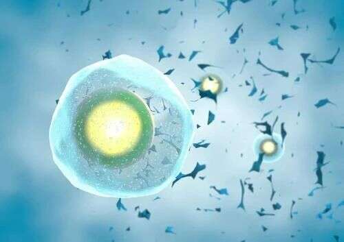鲜胚培养囊胚失败,不等于直接移植鲜胚无法成功