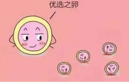 二代试管卵子质量不好