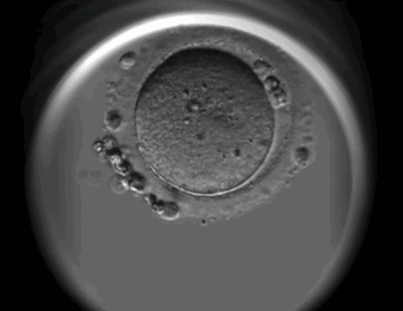 t01eb6a6b809faee5c8.gif