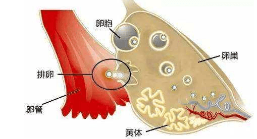 黄体素的药理作用