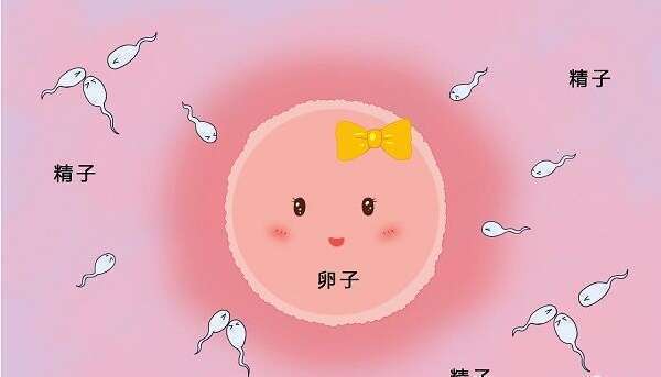 什么是透明带
