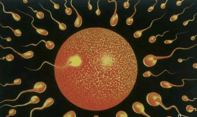 精子质量低引起流产