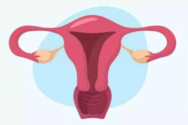 怀孕子宫内膜会增厚吗？怀孕各阶段子宫内膜厚度有什么表现？
