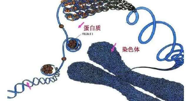 女性染色体45x如何生出健康宝宝？三代试管PGD筛查助你成功