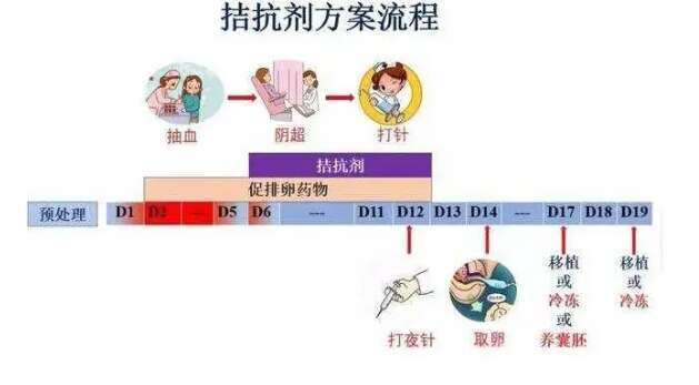 多囊一般备孕多久怀孕？如何才能高效备孕？
