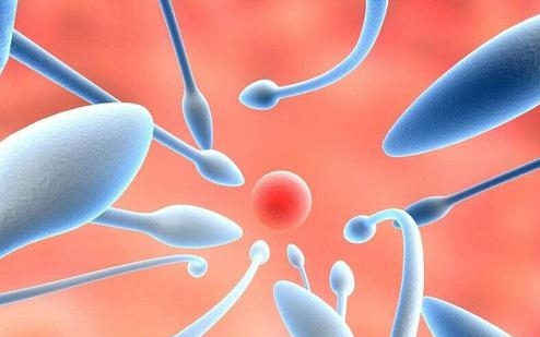 试管小常识：试管婴儿为何重视对精子跟卵子的筛选？