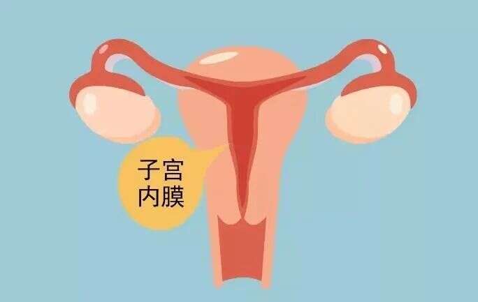 内膜11b或者c能试管移植吗?内膜形态和移植成功率