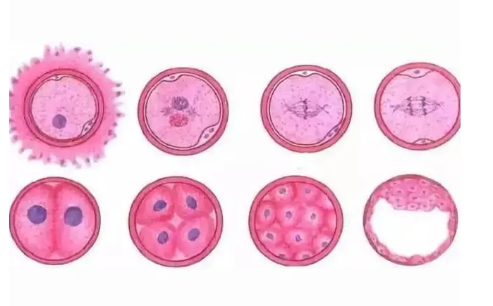 佛山妇幼保健院生殖科做试管婴儿单周期费用大概要多少钱？