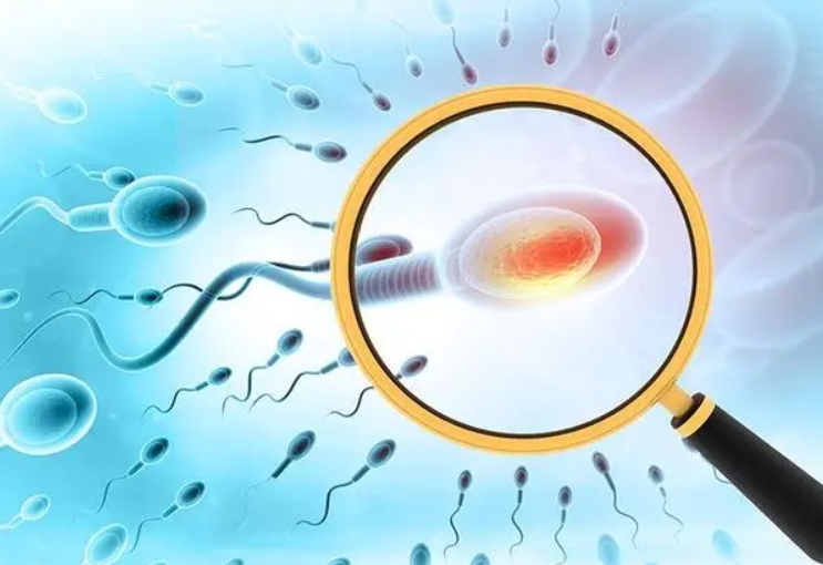 5个c级精子能做试管吗?不同试管对精子的要求不同	