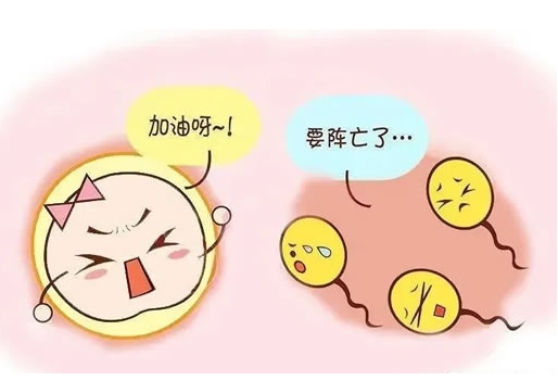 试管移植后打立生素的好处?移植后打立生素的条件	