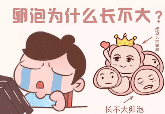 有卵泡不排卵，做三代试管会有哪些风险？