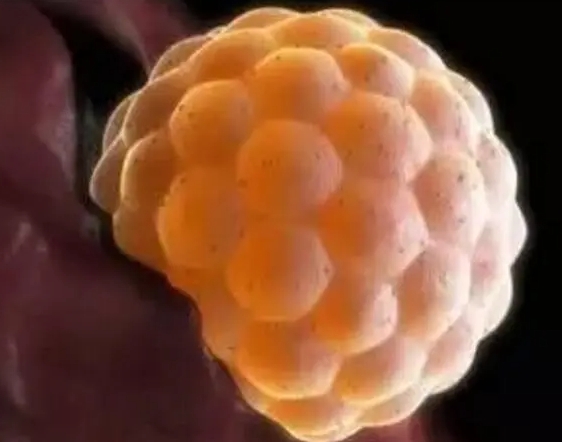 试管移植时间、胚胎数量是医生决定还是患者决定的?	