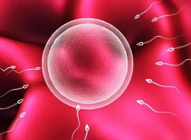 哪些人做试管婴儿更容易成功？