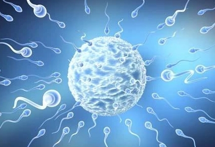 人工授精与试管婴儿：技术解读与比较
