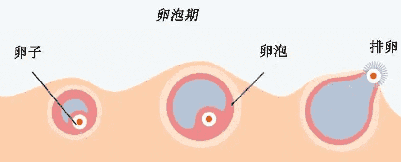 hiv患者去浙江做试管可以吗？流程是怎么样的