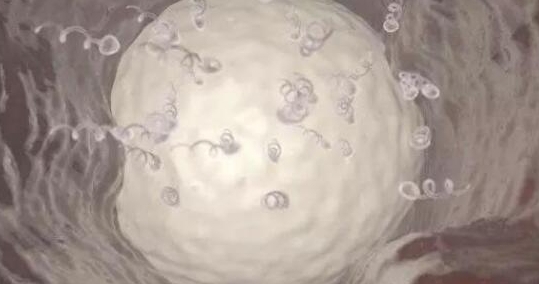 试管婴儿助孕全流程分享，4-6周时间就可完成一周期