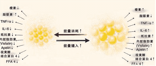 试管促排后卵泡小只有1.8cm能取到优势卵子吗