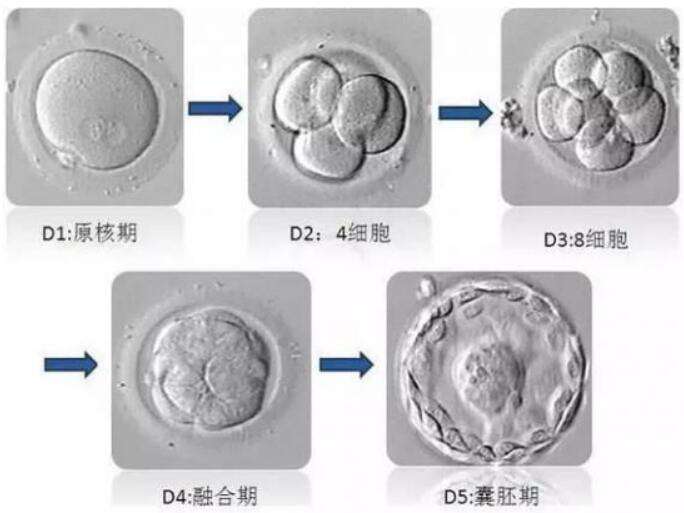 ＡＭＨ值小于０。０１卵巢还有可能产生卵子吗？还能通过试管怀孕吗？