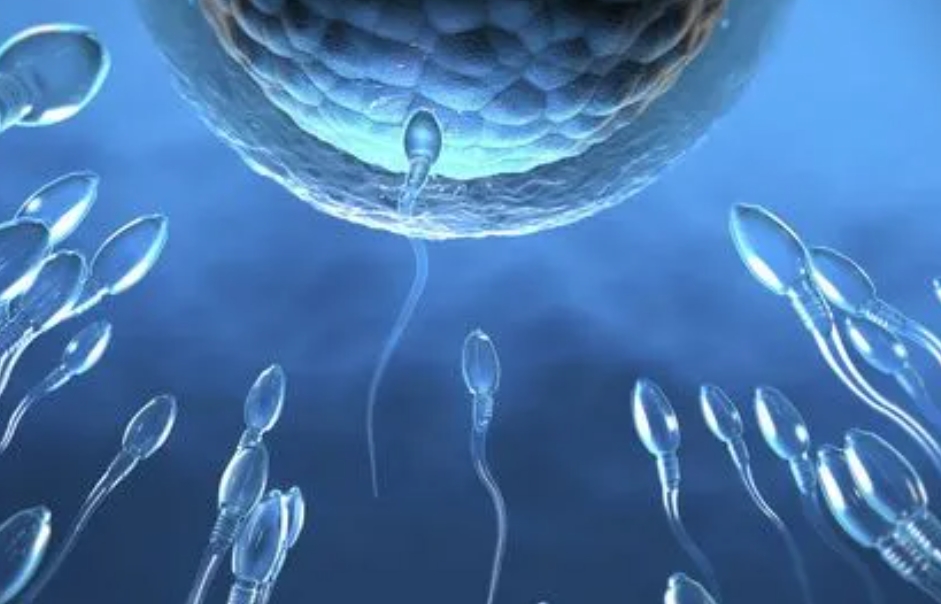 做试管婴儿为什么至少等待一个月后才移植冻胚？