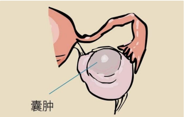 试管胚胎等级811和711怎么选？需要从这些方面考虑