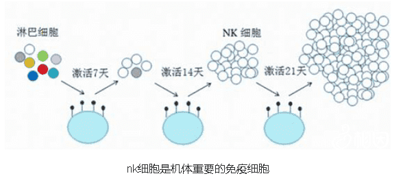 第二代肾多囊试管婴儿成功率怎么样？