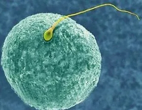 备孕想成功？拒绝盲目运动