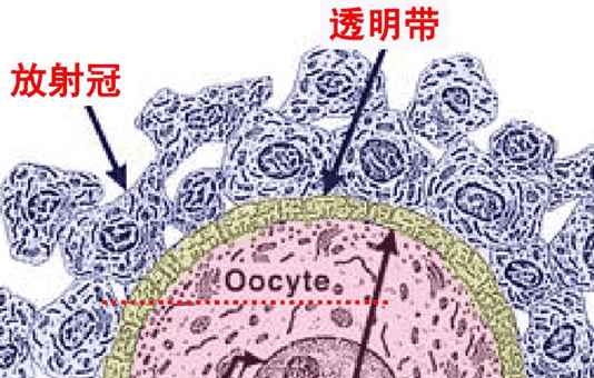 怎样选择合适的试管婴儿医院？