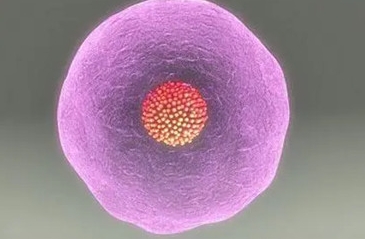 子宫内膜薄对做试管婴儿治疗有没有影响？